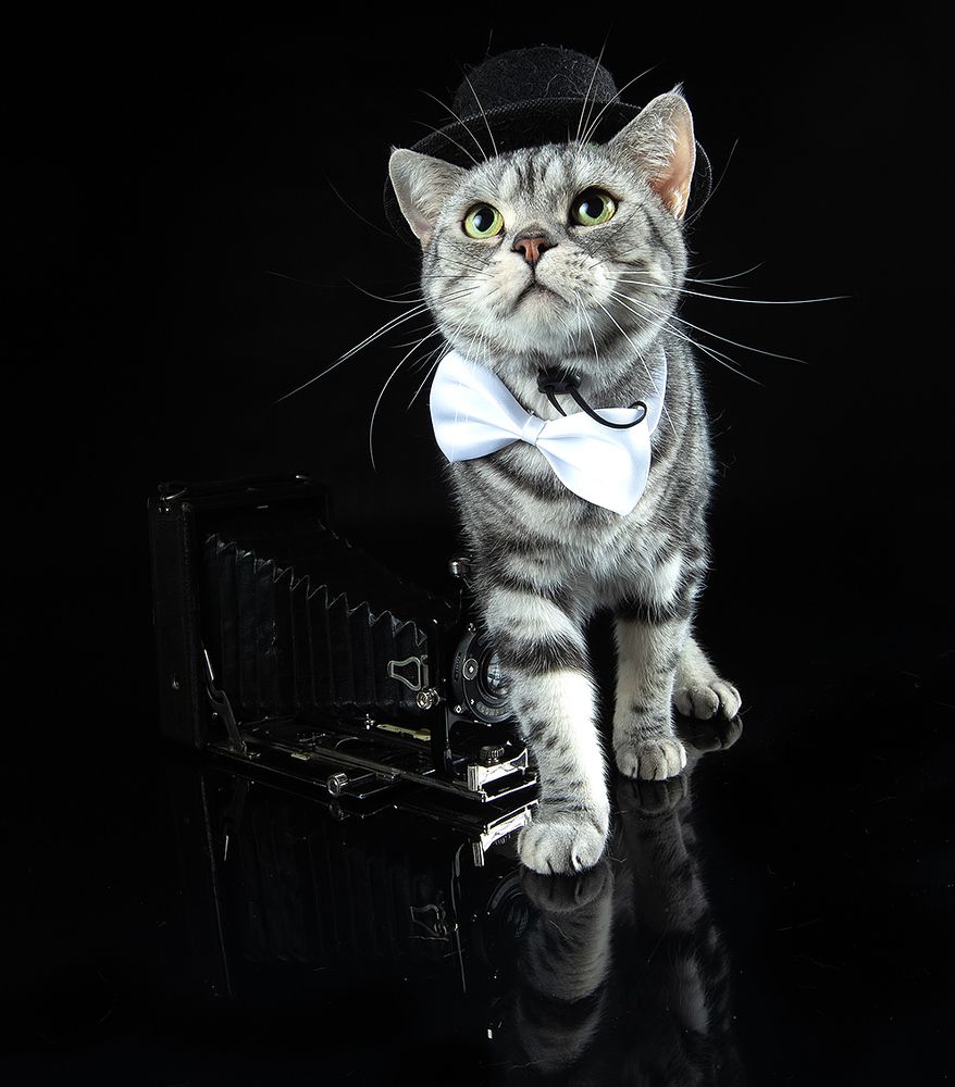 Маркиз - Фотограф