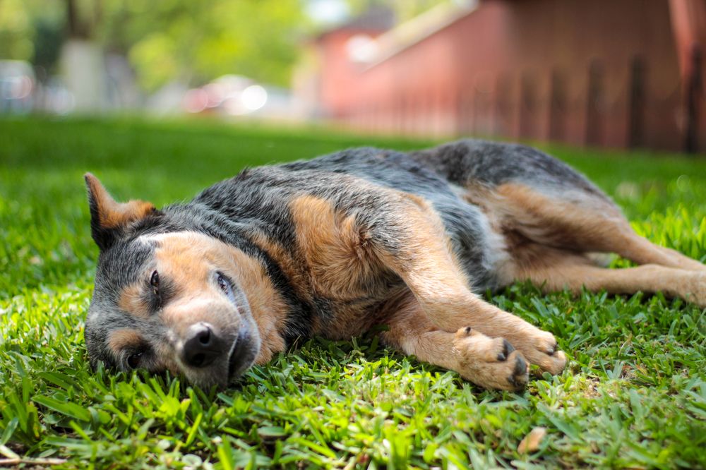 Photograph by Luis Par