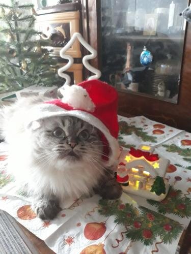 Photo #6155218