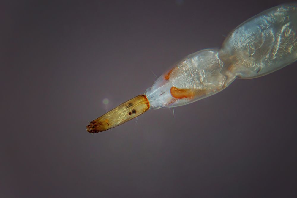 Ceratopogonidae larvae