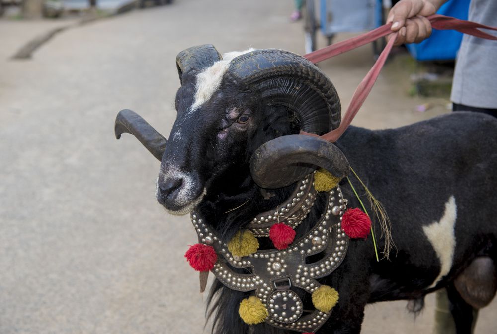 Male Sheep from Garut, West Java, Indonesia