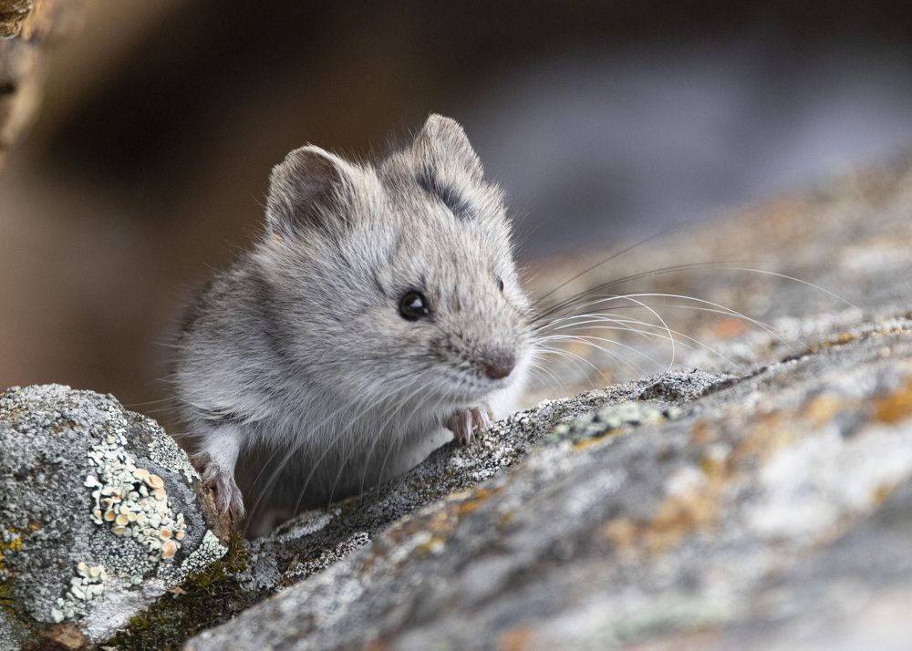 Джунгарский хомячок