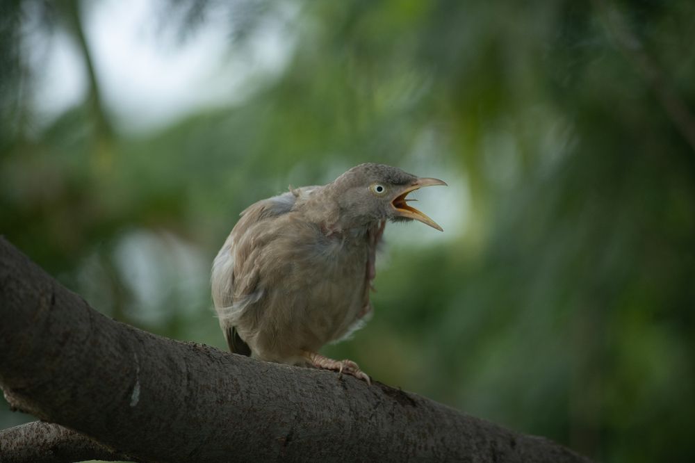 The jungle babbler