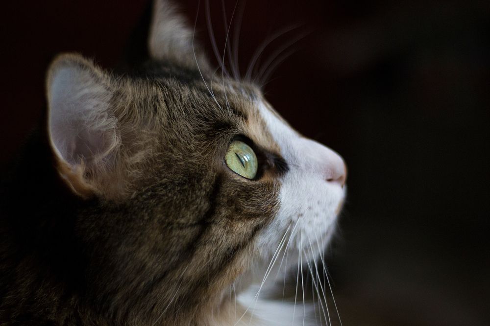 Photograph by Антонина Кузнецова