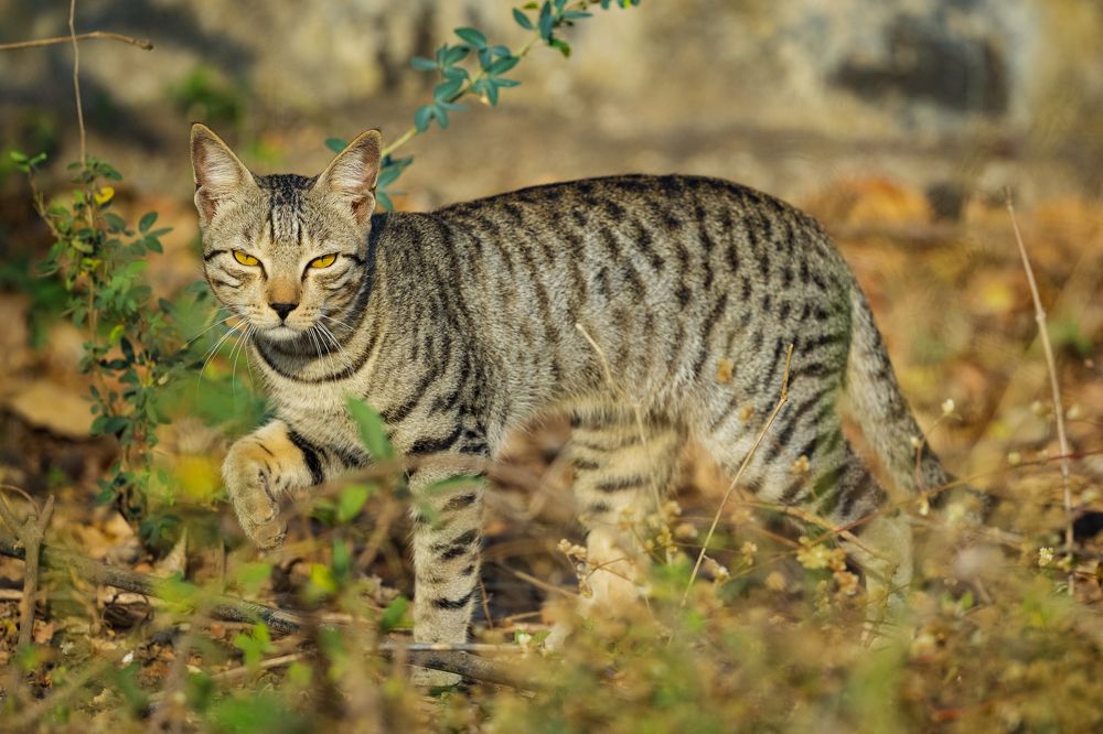 Photograph by Sameer Bhalekar