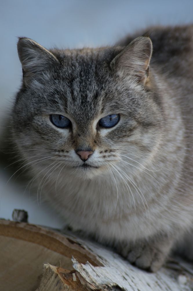 Photograph by Александра Лукашевич