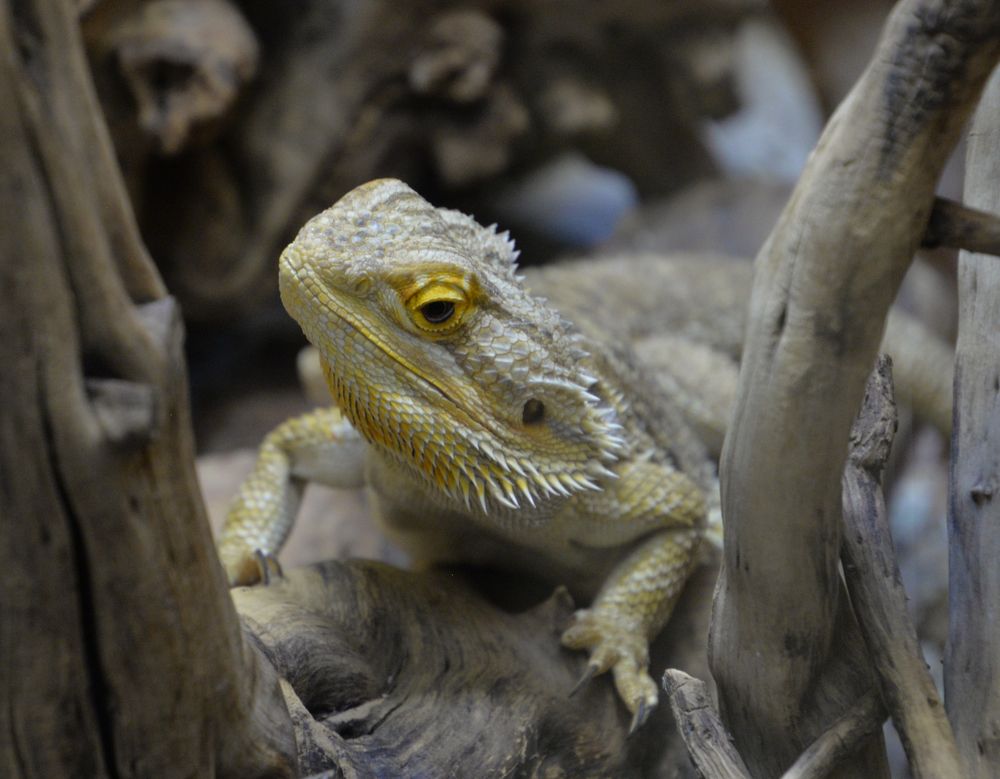 Фотография автора Станислав Ермолин