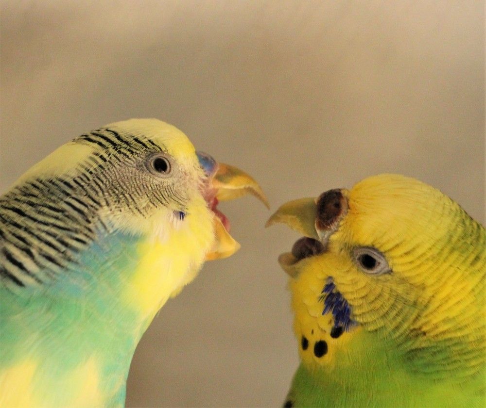 Photograph by Юлия Гудевич