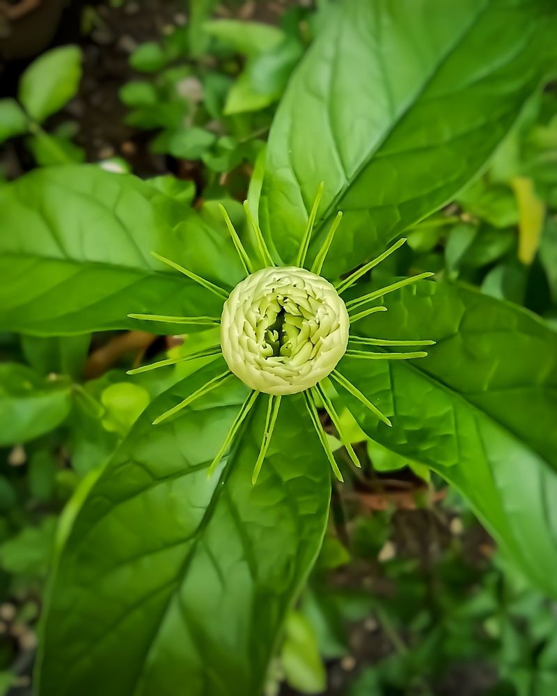 Photograph by San Yu Maung