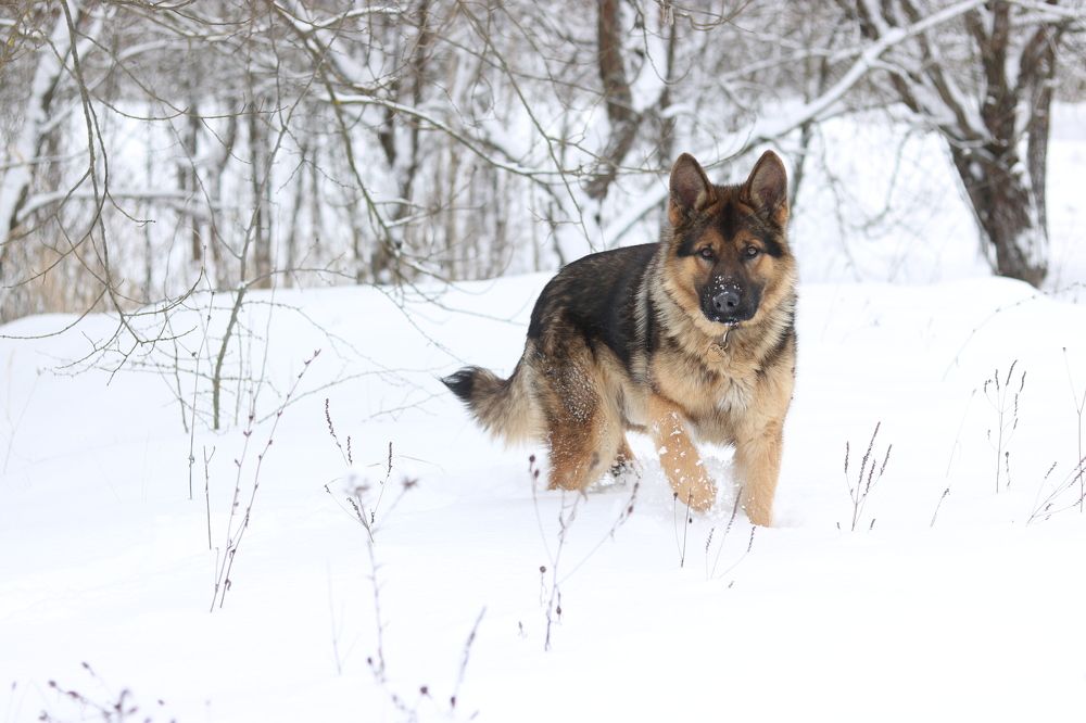 Фотография автора Станислав Компаниец
