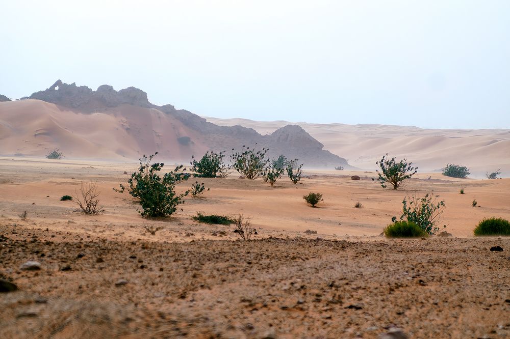 The Desert Landscape
