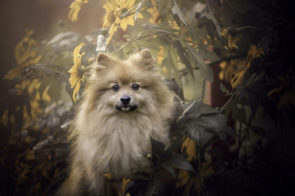 Photograph by Deise de Oliveira