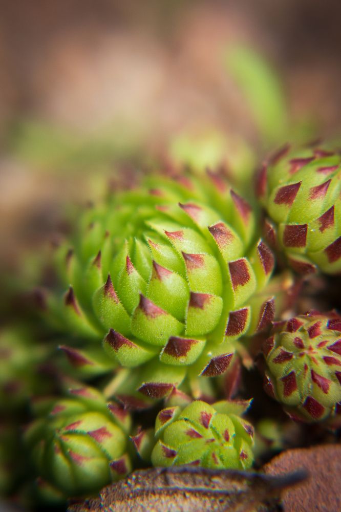 Каменная роза