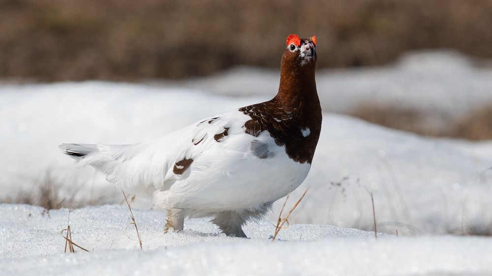 Photograph by Городничев Сергей
