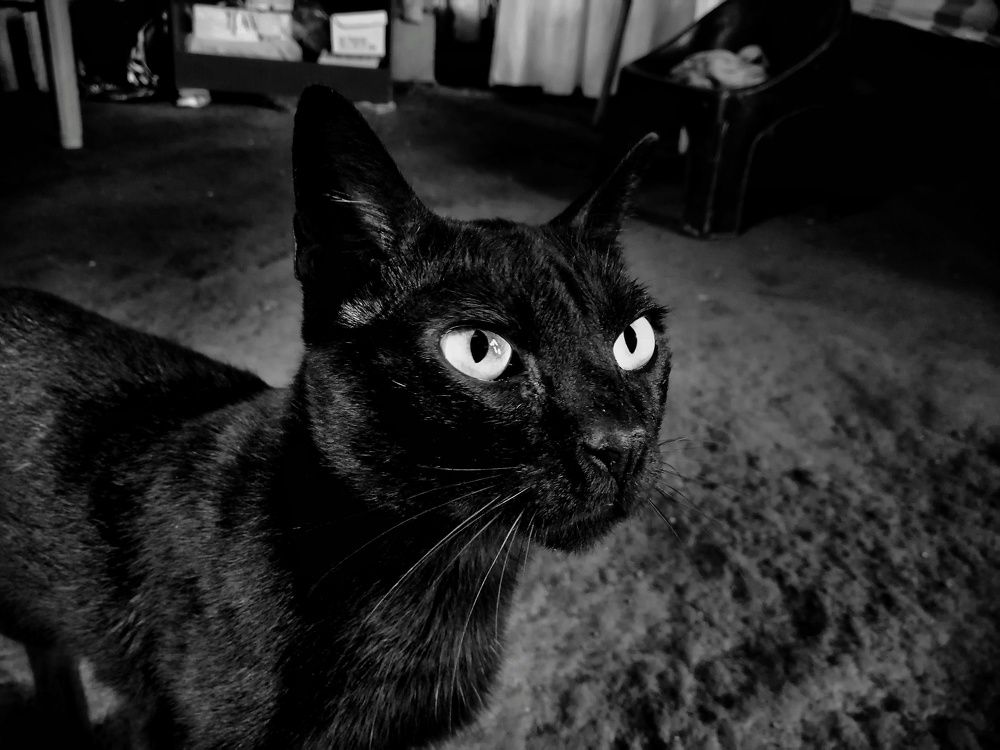 Photo #6156503
