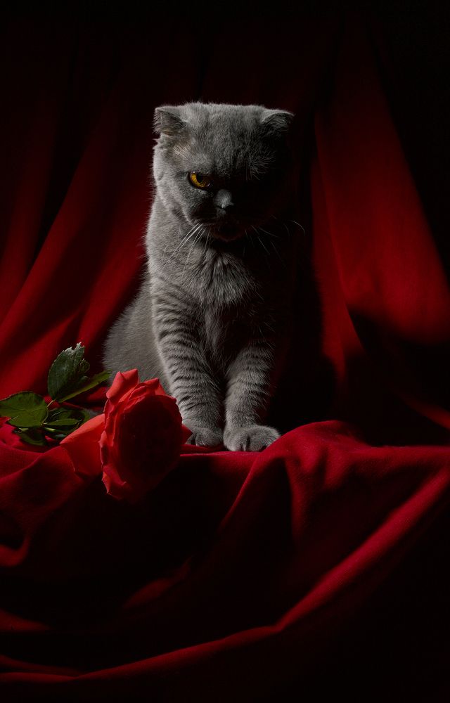 Суровая женщина