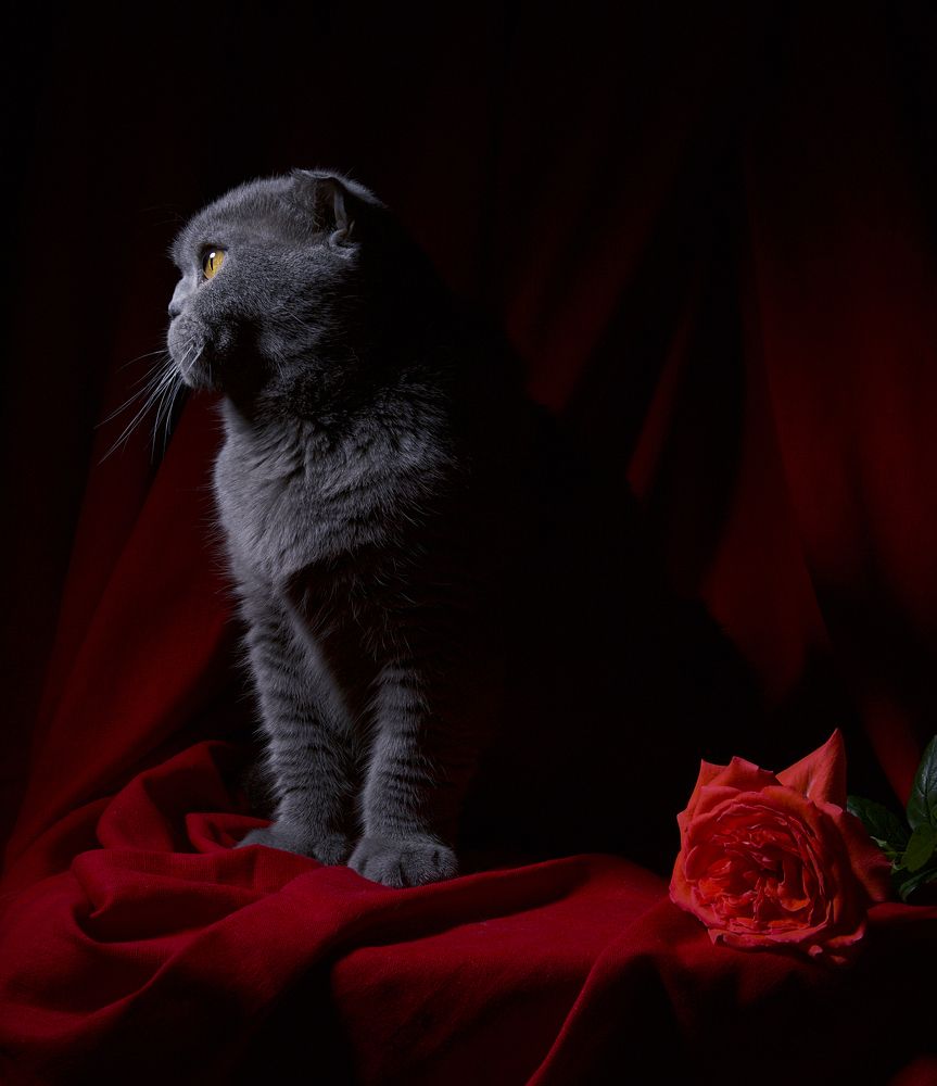 Он так и не пришёл