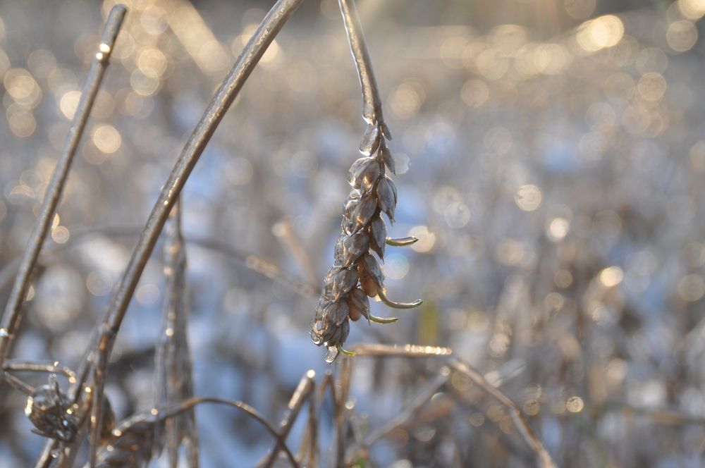 Ледяная красота
