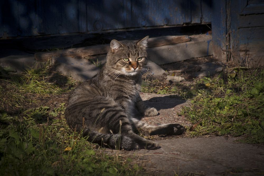 Кот Матроскин на отдыхе.