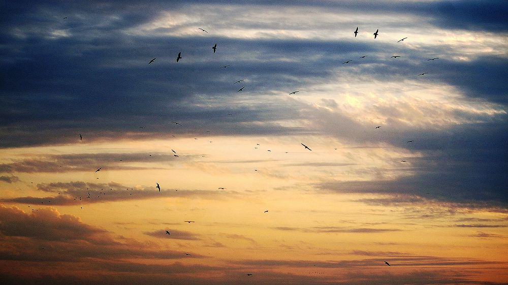 the sky and the clouds-freedom for the birds