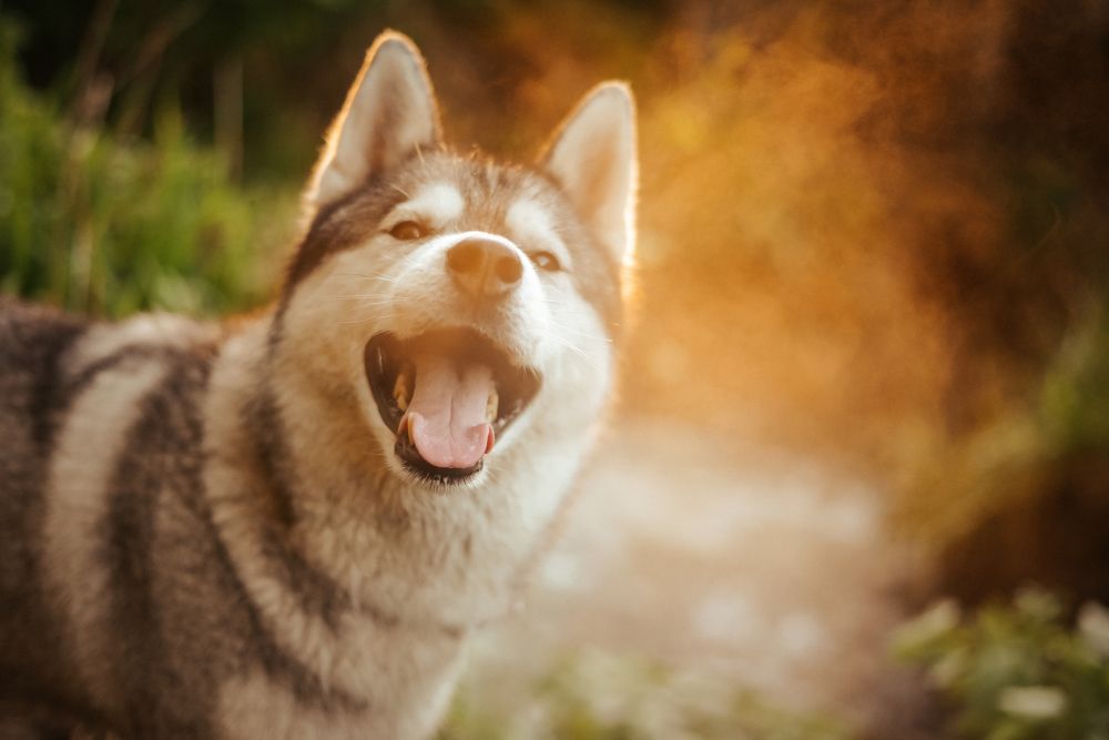 Photograph by Liguanna Anna