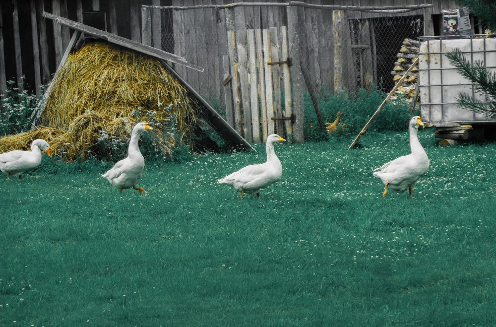 Photograph by Ковалев Николай