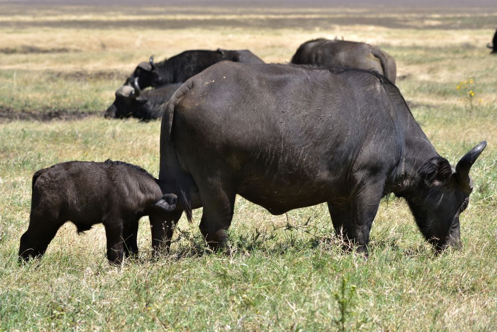 Фотография автора Mukul Mukherjee