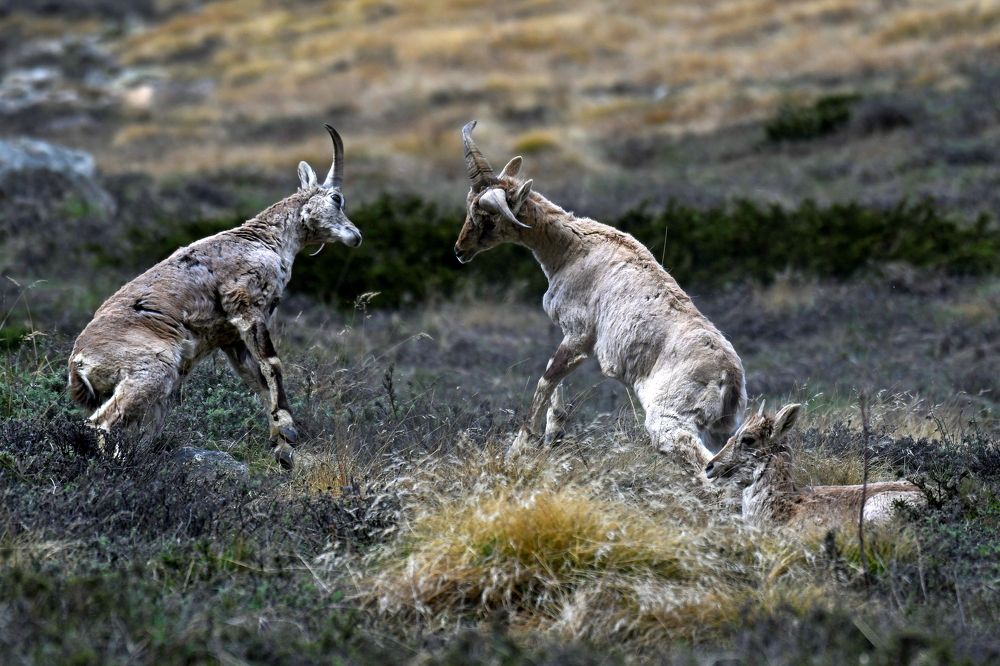 Фотография автора Mukul Mukherjee