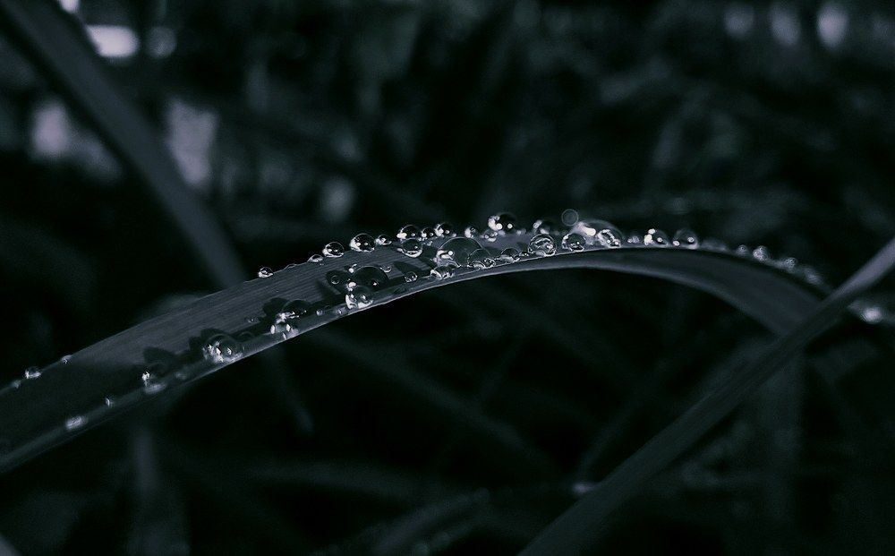 Photograph by Ievgen Strelnik