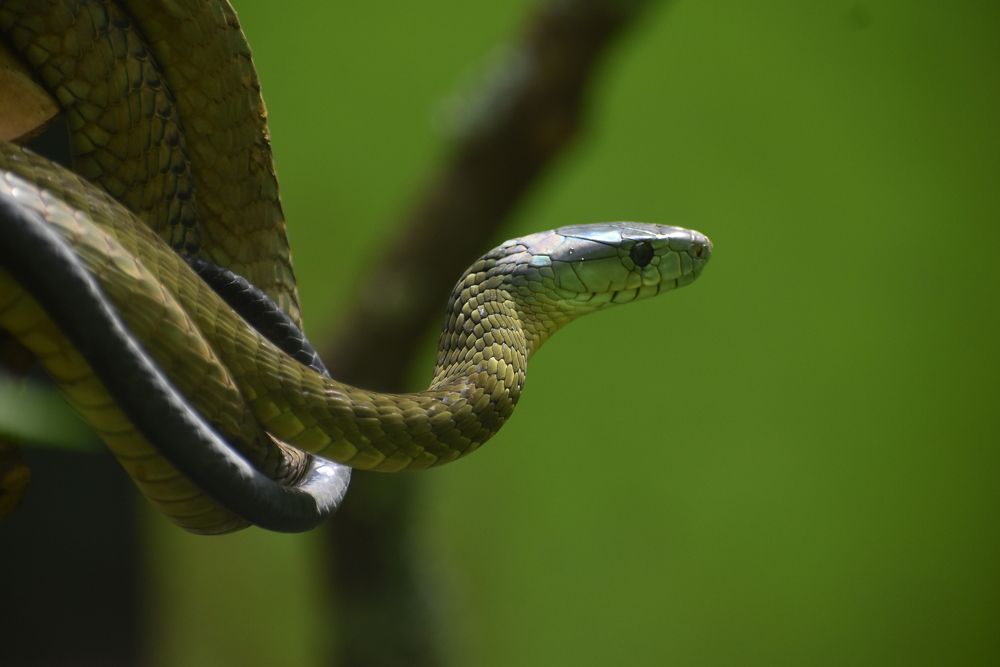 Jameson's Mamba