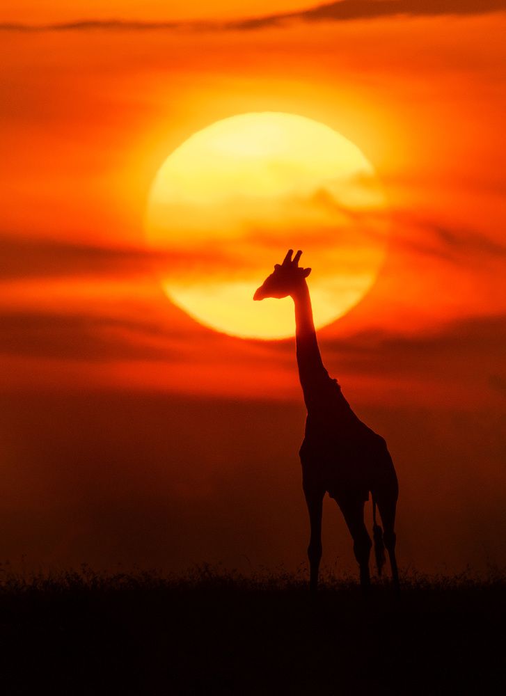 Фотография автора Vishnu Gopal