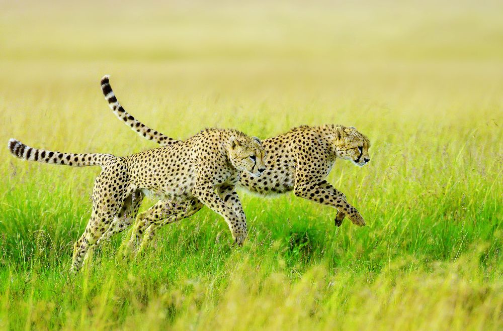 Фотография автора Vishnu Gopal