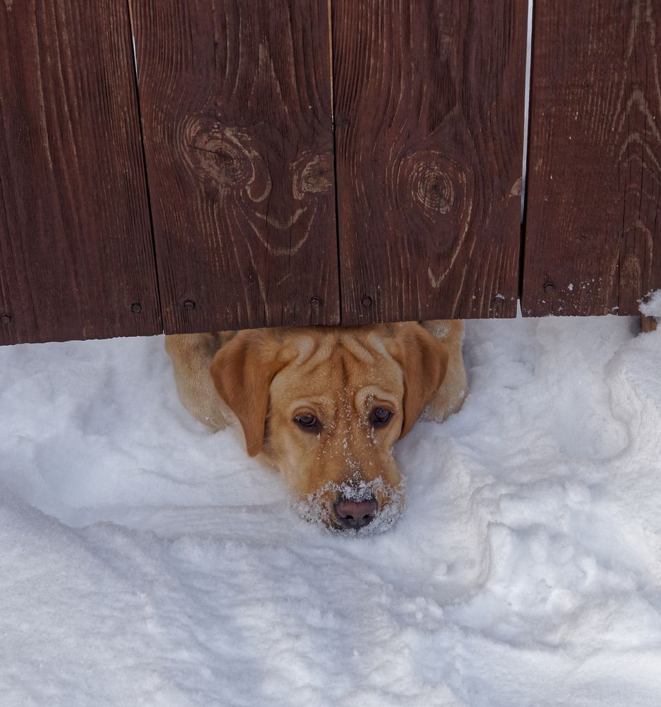 Любопытство