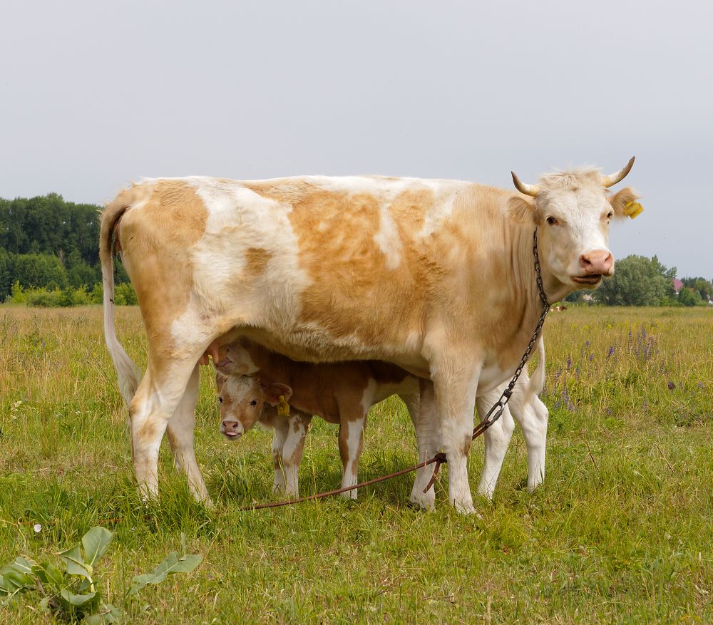 Photograph by Алексей Львов