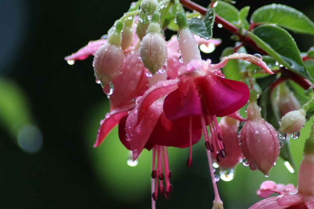 Цвет фукси.