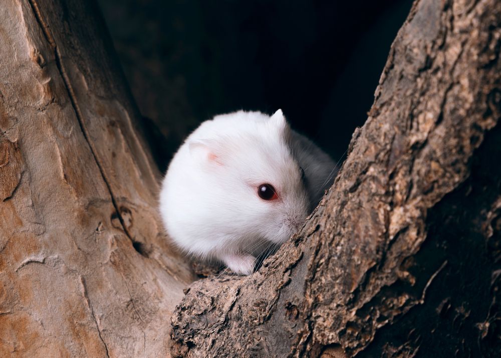 Photograph by Hamlet Maruqyan