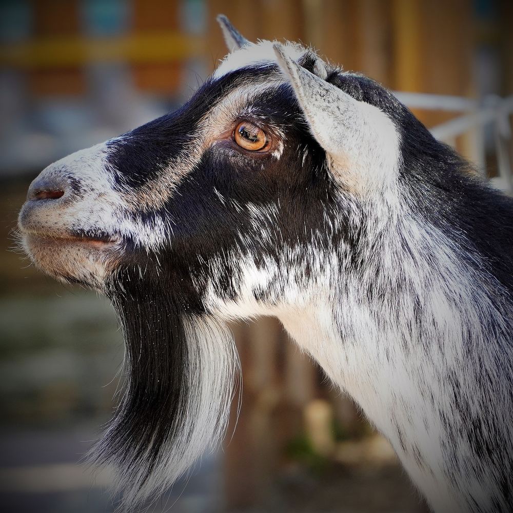 Photograph by Марина Безенкина