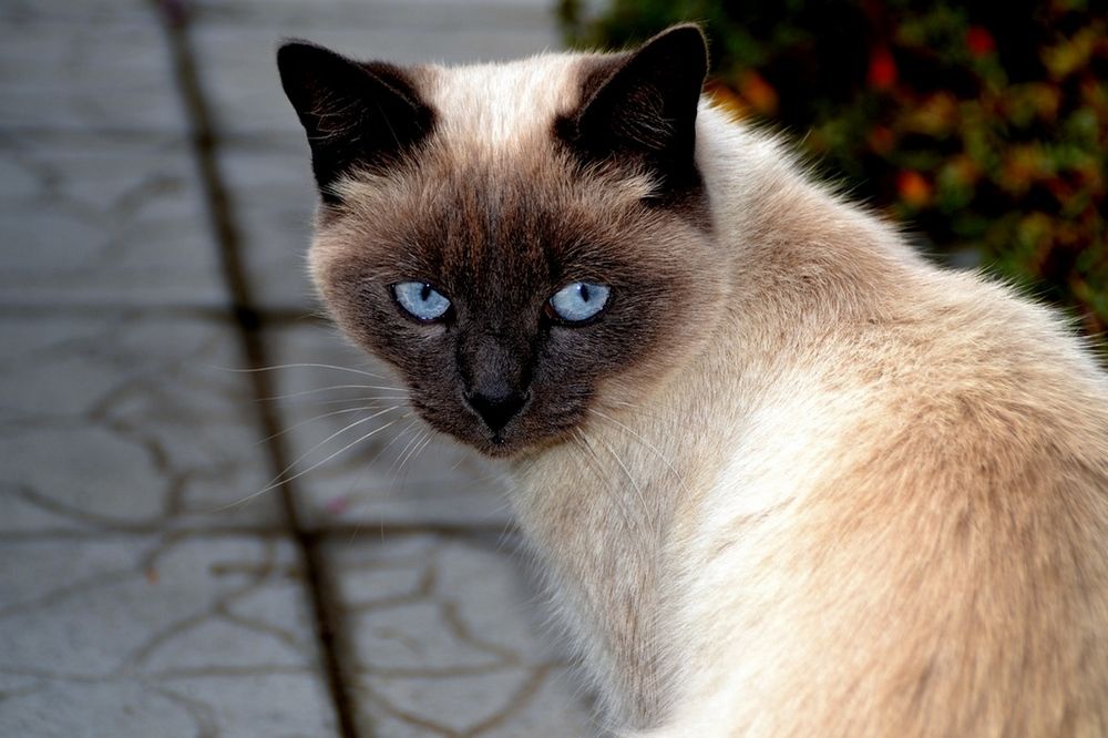 Голубоглазая