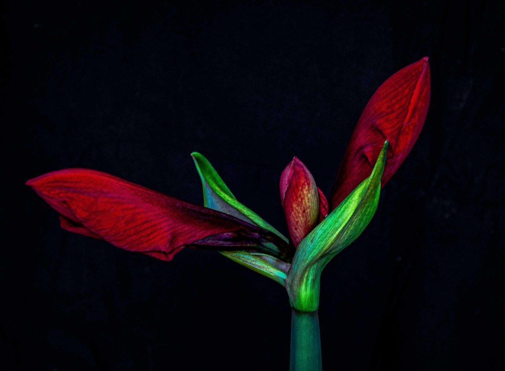 From the life of Amaryllis