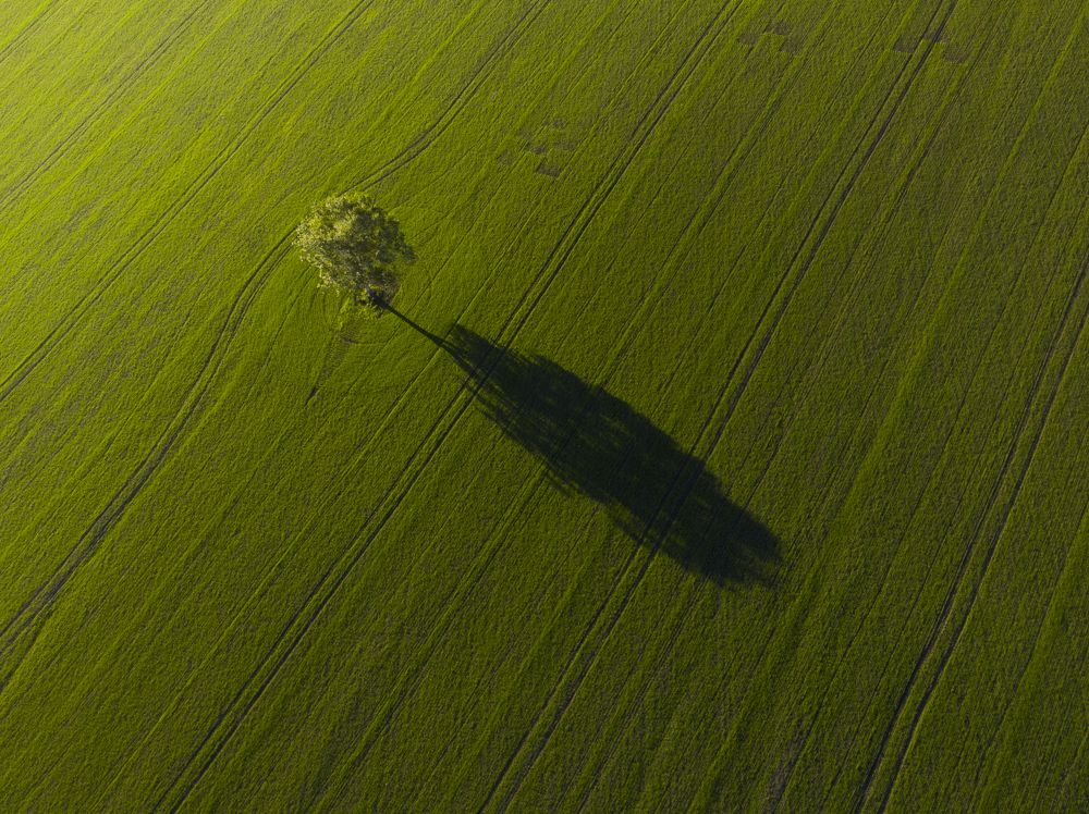 Одинокая берёза. A lonely birch tree.