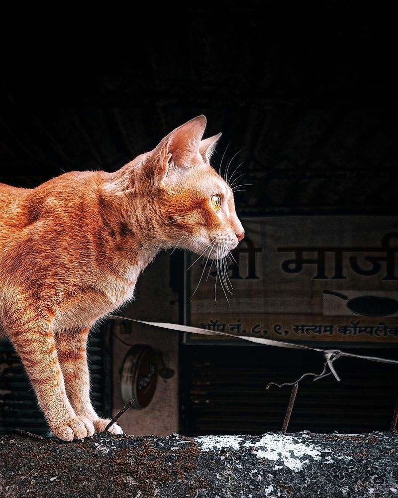 Photograph by Rishabh Solanki