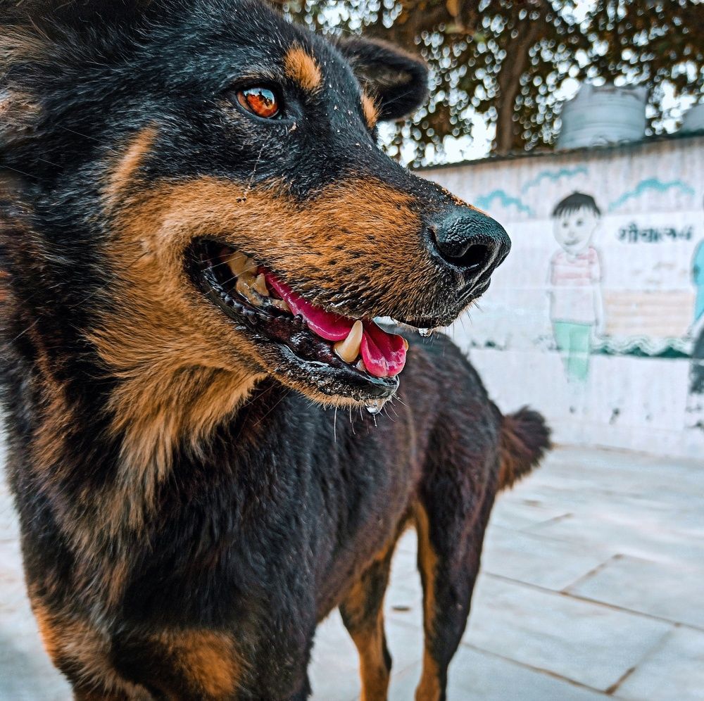 Photograph by Rishabh Solanki