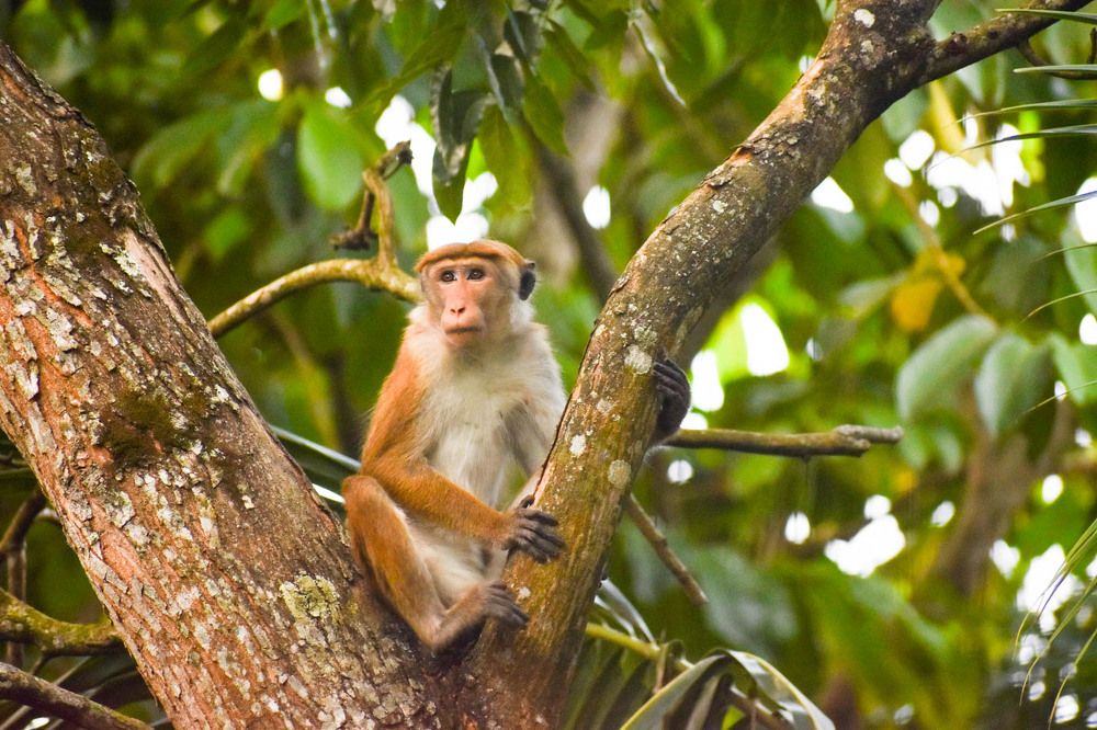 Photograph by Nirmala Ravindran