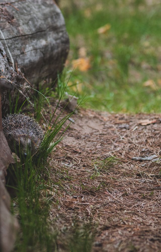 Photograph by Денис Кошкин