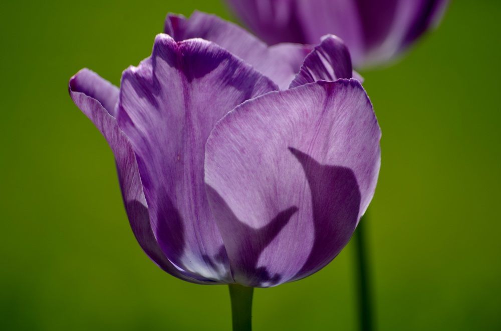 Фотография автора Loreta Tepshi