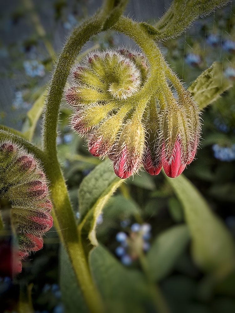 Мобильная фотография макро