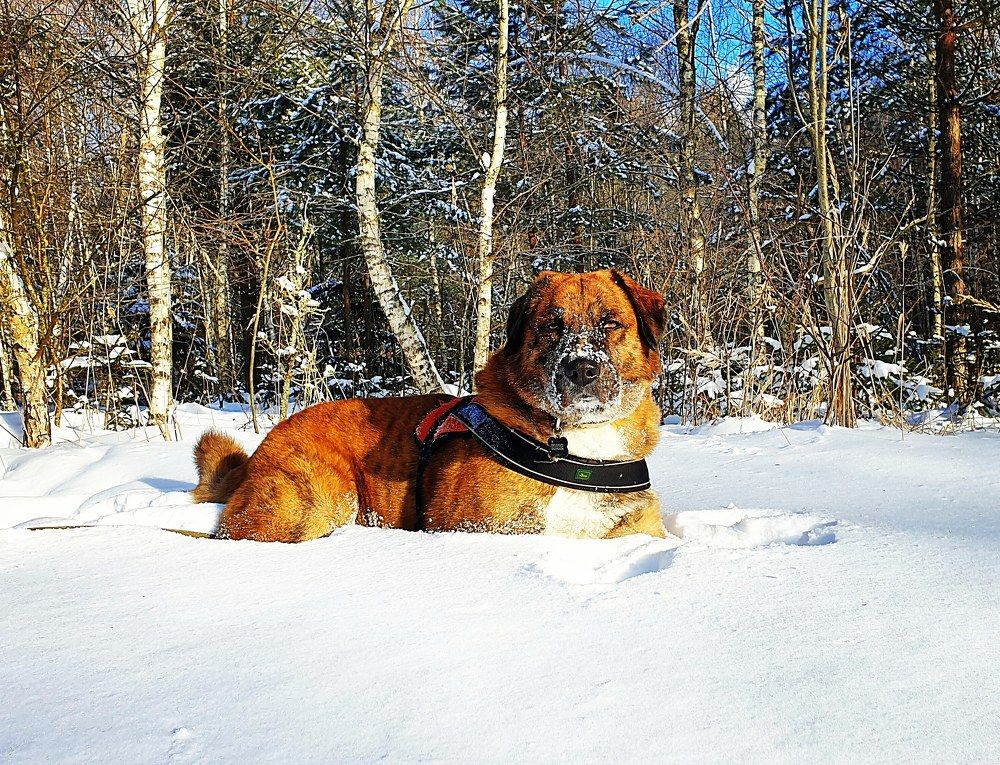 Portos - Любитель снежных ван
