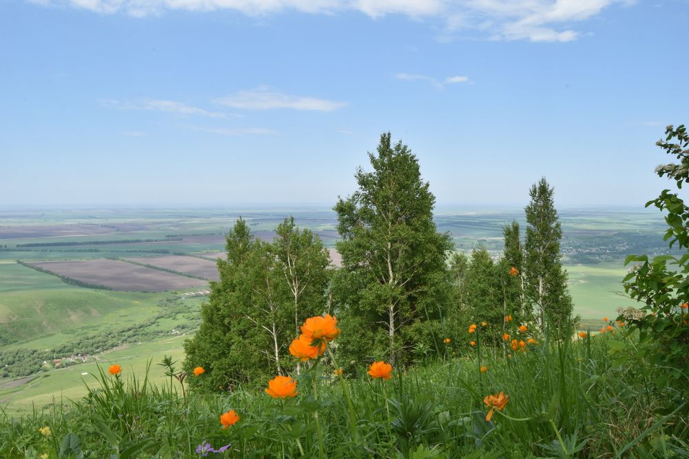 огоньки цветут, Алтайский край