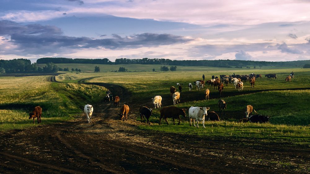 Домой с последними лучами...