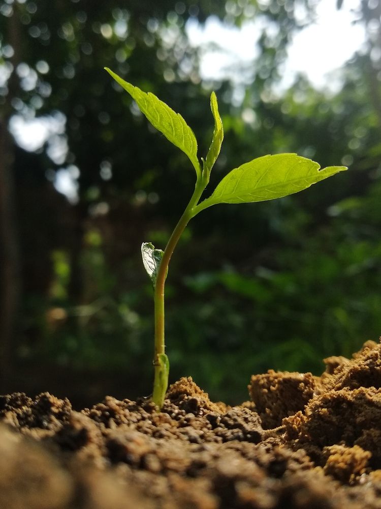 Photograph by Ayan Majee